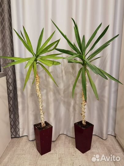 Пальма юкка