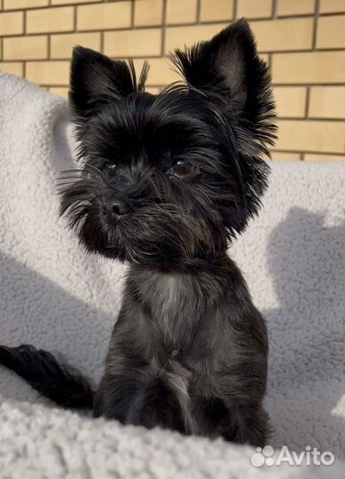 Вязка Йоркширский Терьер