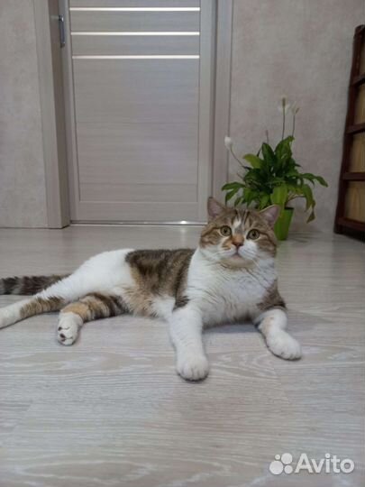Шотландский кот вязка