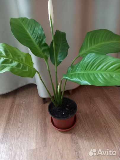 Спатифиллум