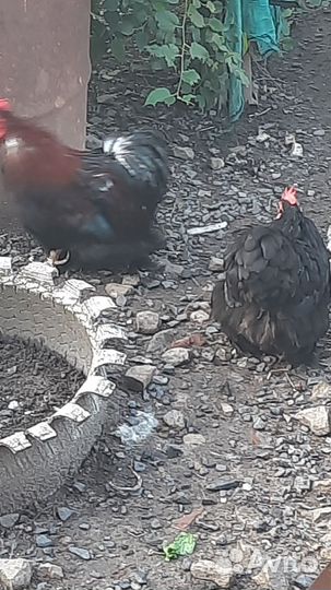 Куры петухи