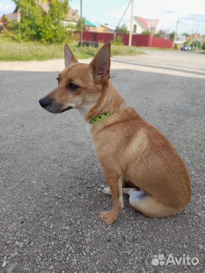 Собака маленькой породы