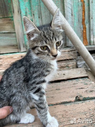 Котенок девочка