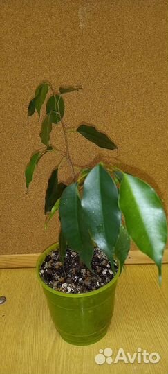 Фикус бенджамина