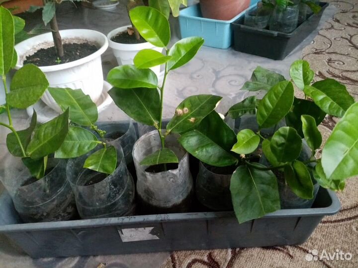 Лимоны Пандероза комнатные крупноплодные