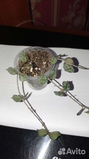 Хойя лакуноза Эскимо, куртиси