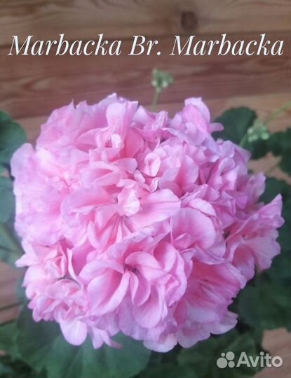 Пеларгонии