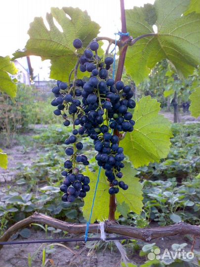 Саженцы винограда Башкирский изумруд