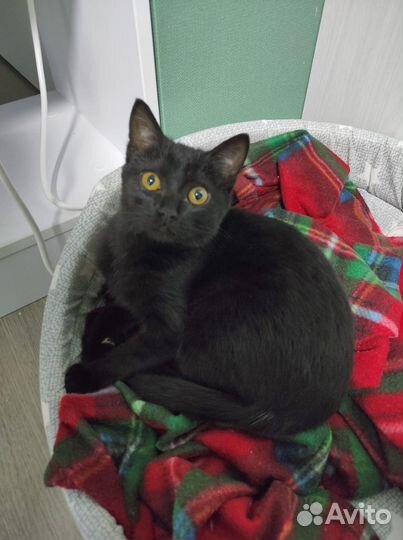 Передержка Гостиница Зооняня Догситтер Выгул