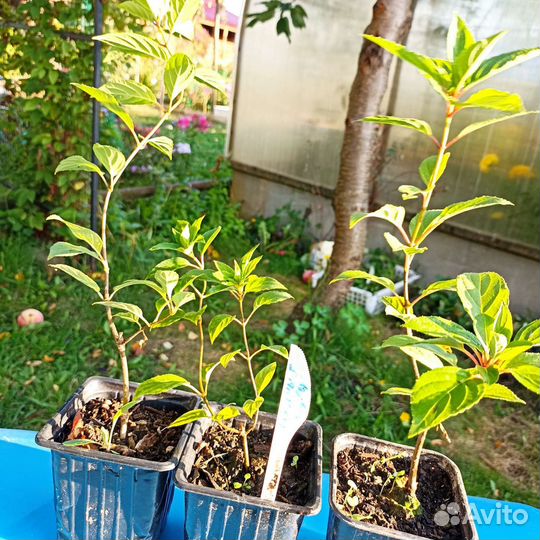 Гортензия древовидная