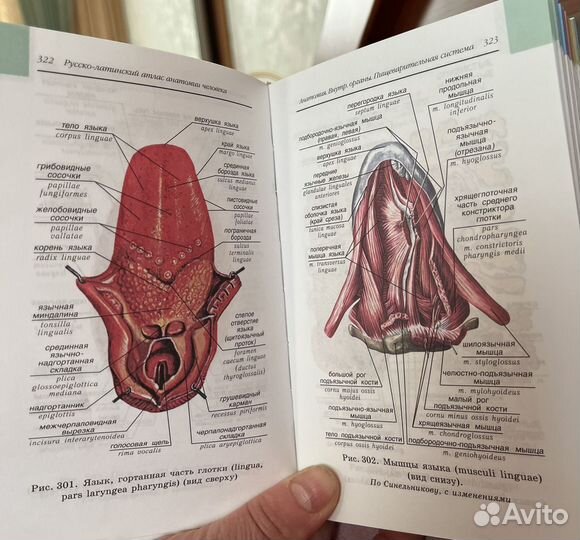 Атлас анатомия человека Билич Крыжановский
