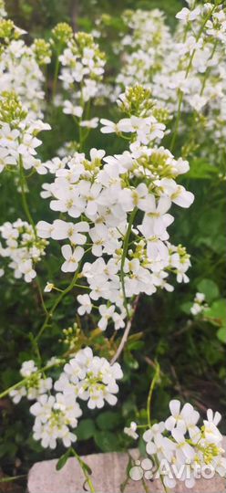 Арабис Фердинанда (Многолетник для альпинария)