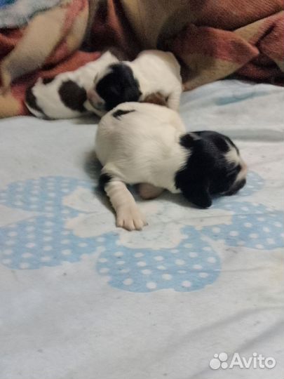 Спаниель русский