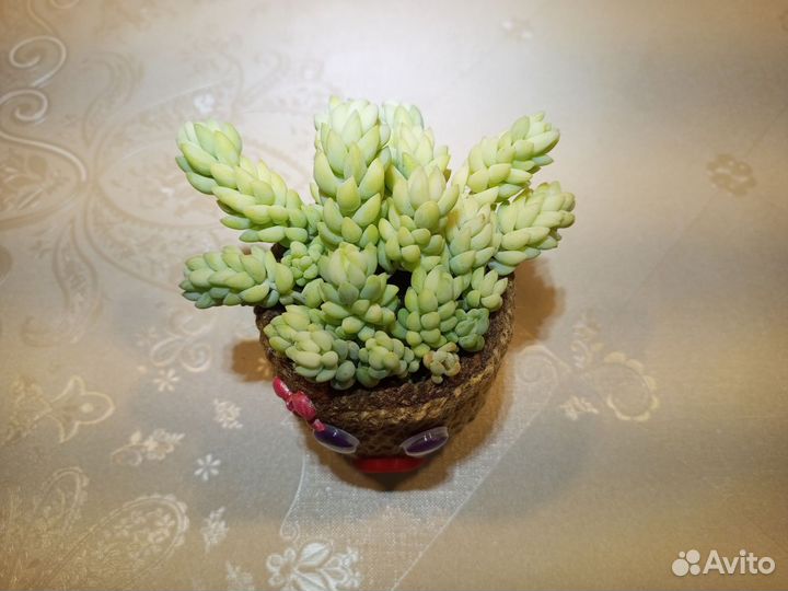 Оригинальная композиция из суккулентов