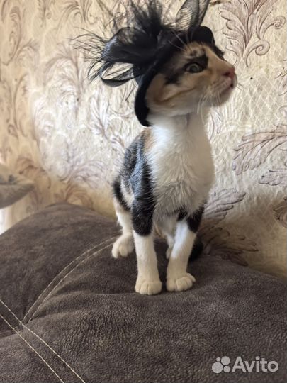 Котята