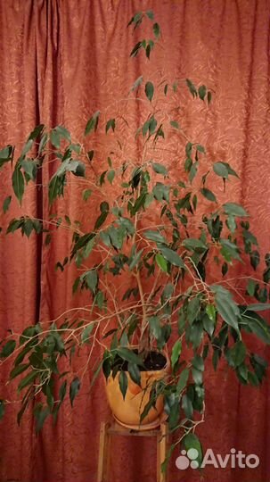 Фикус банджамина