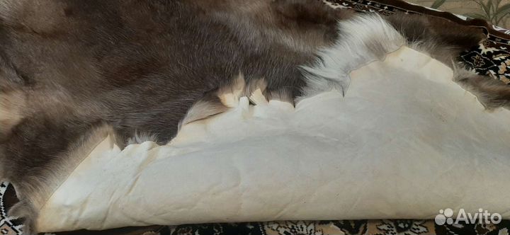 Шкура оленя новая