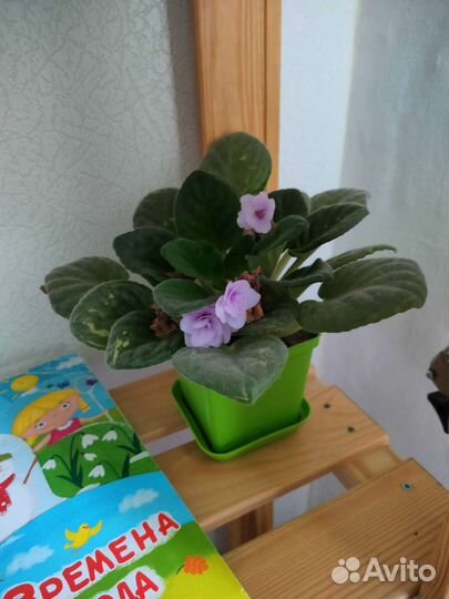 Комнатные цветы