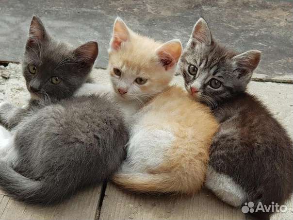 Котятки приученные с доставкой
