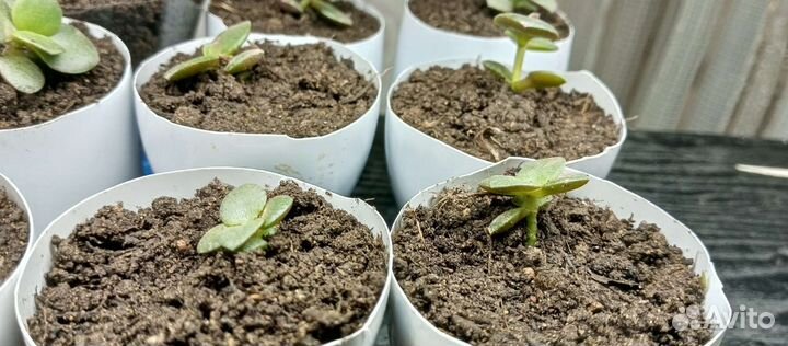 Денежное дерево