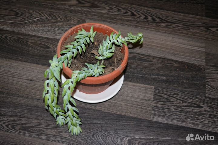 Комнатный цветок в горшке