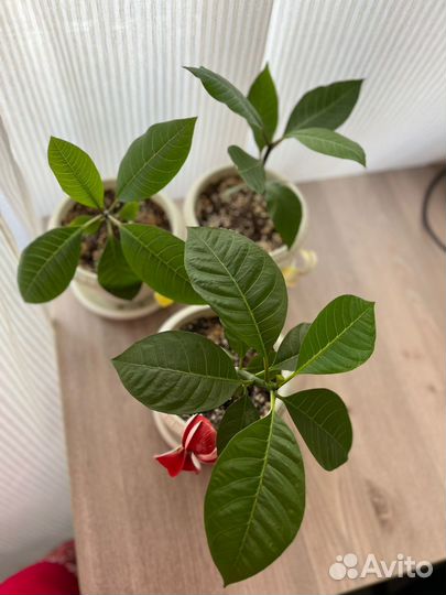 Плюмерия (саженцы)