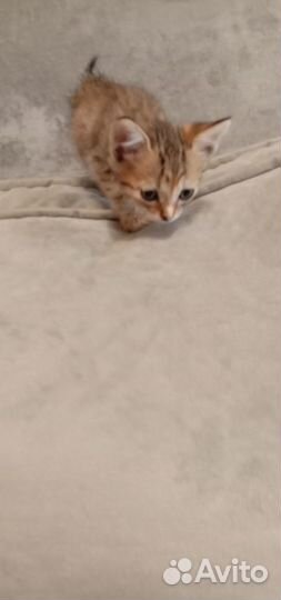 Трёх цветная очаровашка