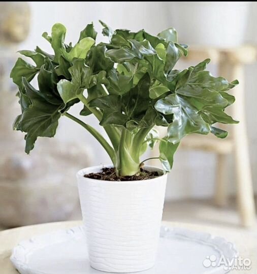 Домашние растения