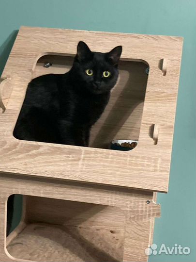 Кошка Плюша в добрые руки бесплатно