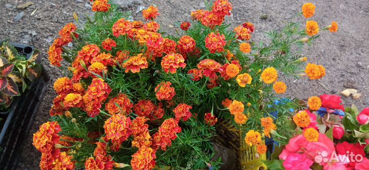 Цветы на балкон и в грядку