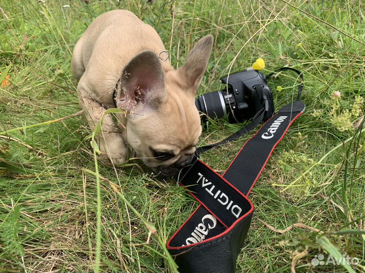 Фотосессия с щенком французского бульдога