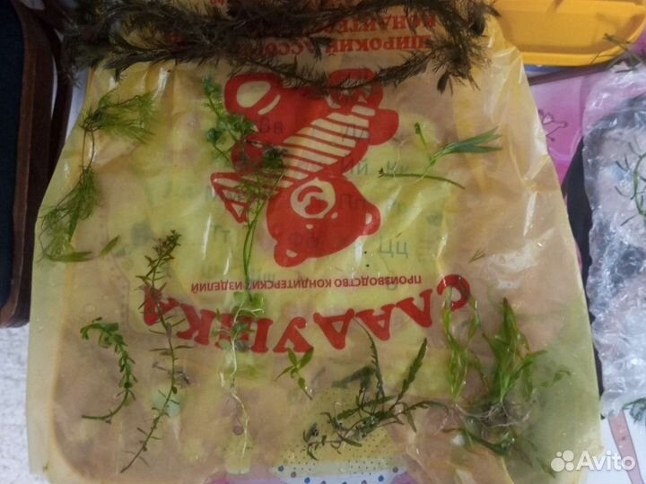 Аквариум рыбки креветки растения