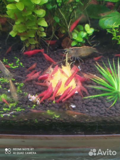 Гроты.Опоры.Анциструсы. Креветки. Растения