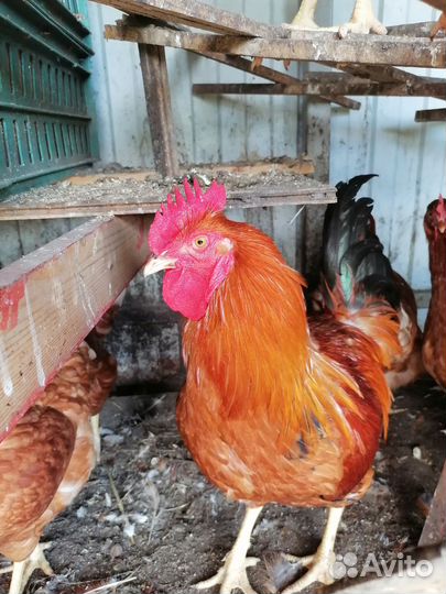 Петух Кучинский