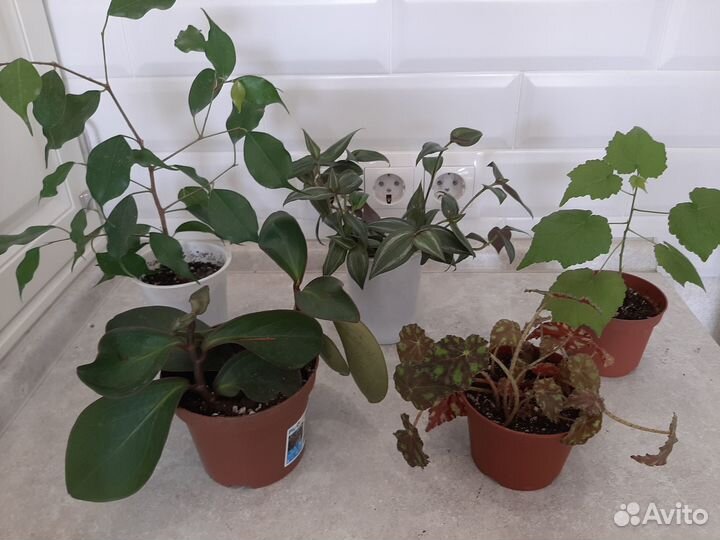 Комнатные растения