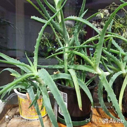 Алоэ, золотой ус, фиалки