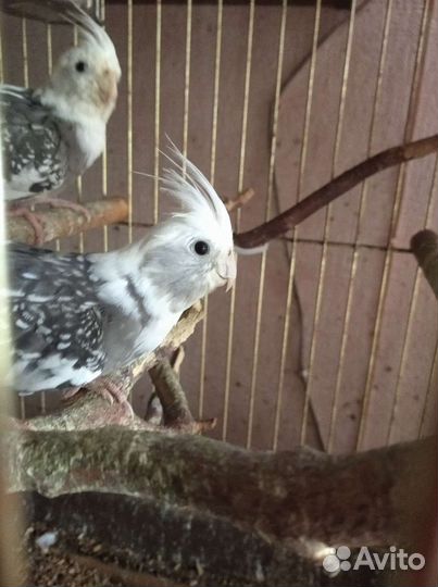 Кореллы 6-8 мес (самцы)