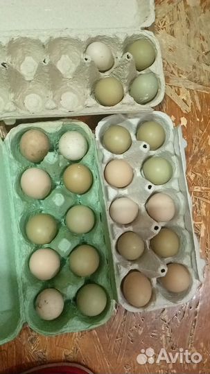 Инкубационное яйцо фазанов