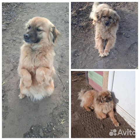 Собака в добрые руки отдам бесплатно