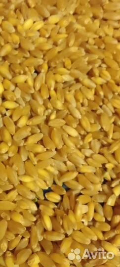 Зерно Пшеница опт