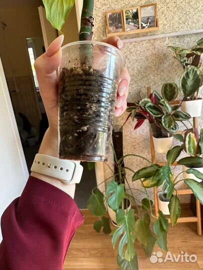 Аглаонема скромная