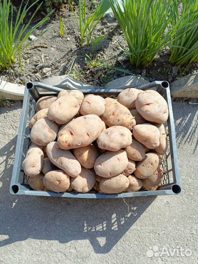Картошка продажа