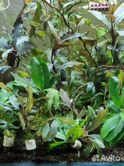 Буцефоландры