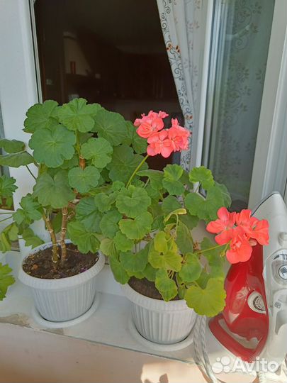 Пеларгония герань
