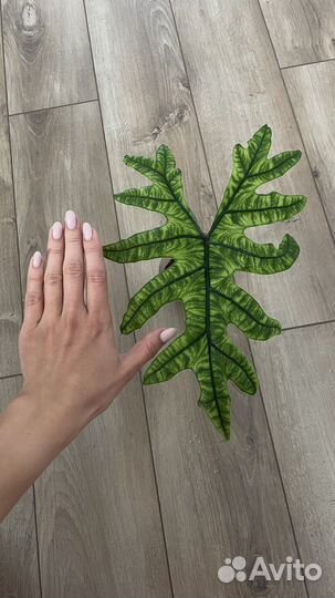 Алоказия жаклин