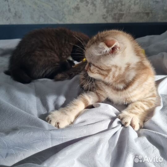 Шотландские котята