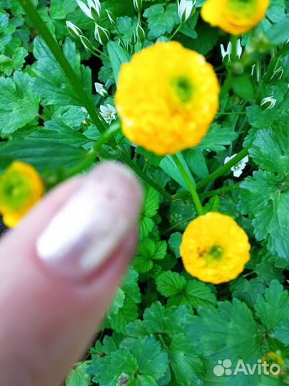 Почвопокровники цветущие