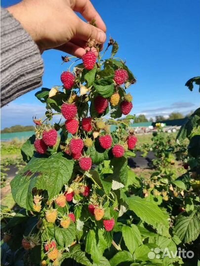 Малина ягоды оптом