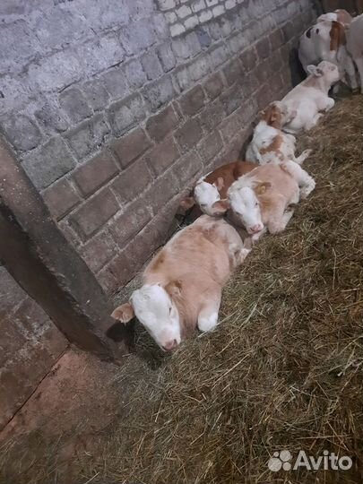 Бычки и быки