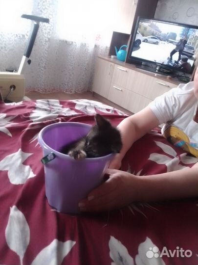 Котёнок